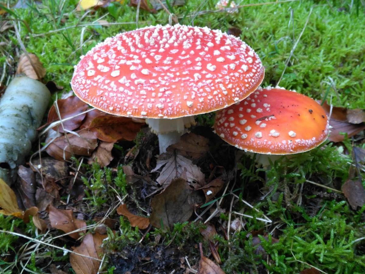 Moorhexe 2 Lejlighed Gelbensande Eksteriør billede